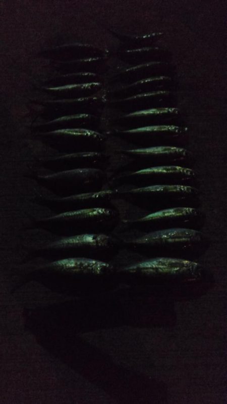 アジ1本狙い！もう少し釣れればなあ。。。　と思いながらも満足レベルでした。　