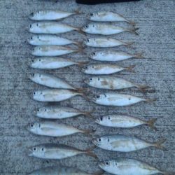 アジ！！数はともかくサイズが割と良かったかと＾＾b