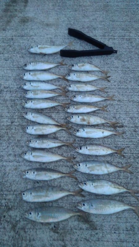 アジ！！数はともかくサイズが割と良かったか…