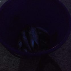 アジ1本狙い!!貴重な動物性たんぱく質!