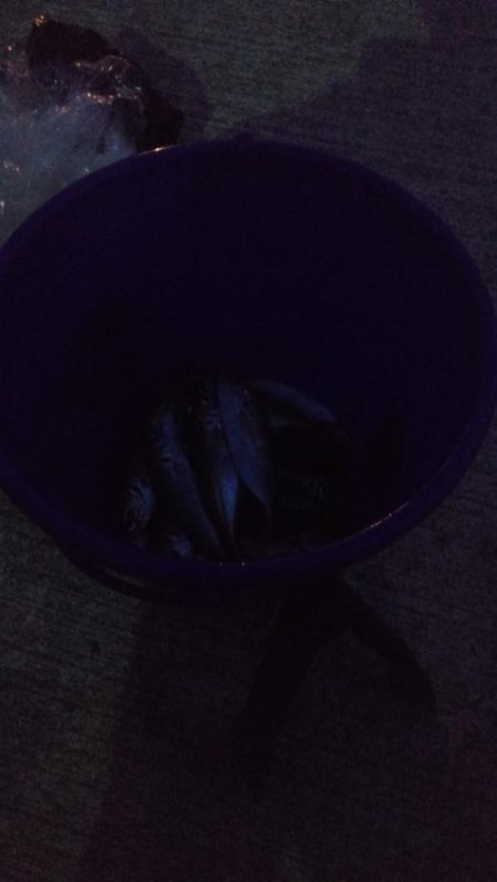 アジ1本狙い!!貴重な動物性たんぱく質!