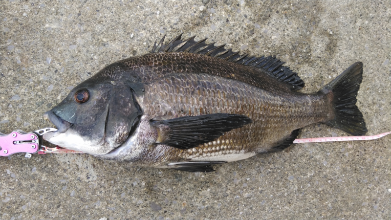 今季初の年なしつれた！