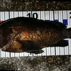 初ブルーバック!