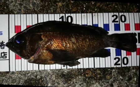 初ブルーバック!