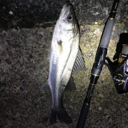 今年初フィッシュ