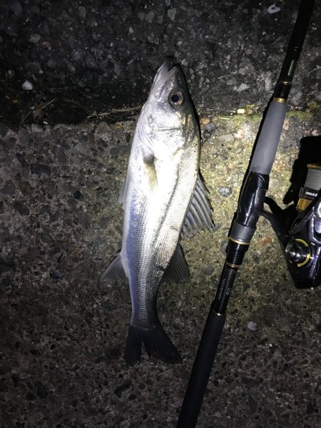 今年初フィッシュ