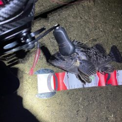 たけのこメバル