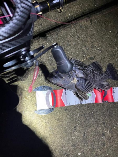 たけのこメバル