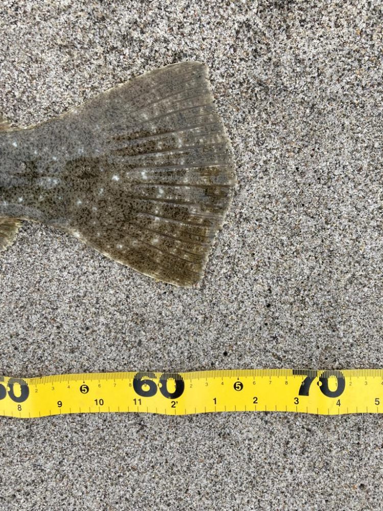 小座布団ヒラメ