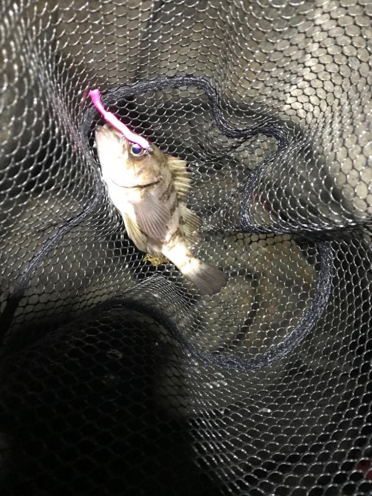 フロートメバリング