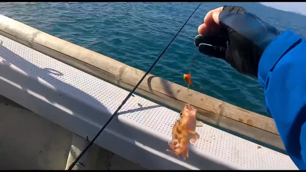 激渋？！一つテンヤ