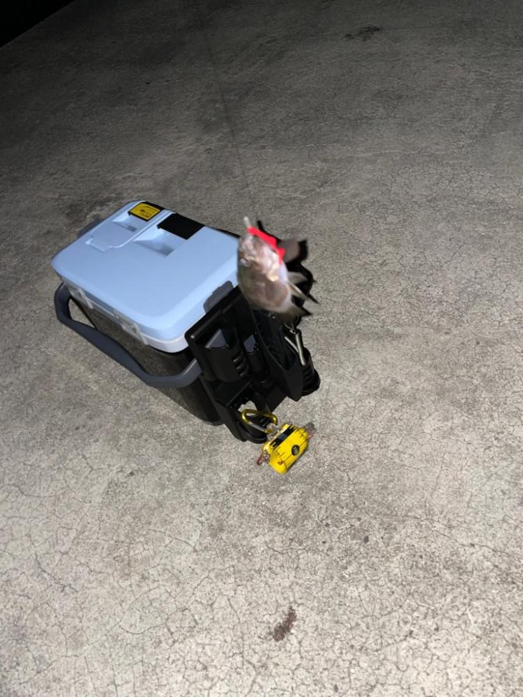 チビメバリング