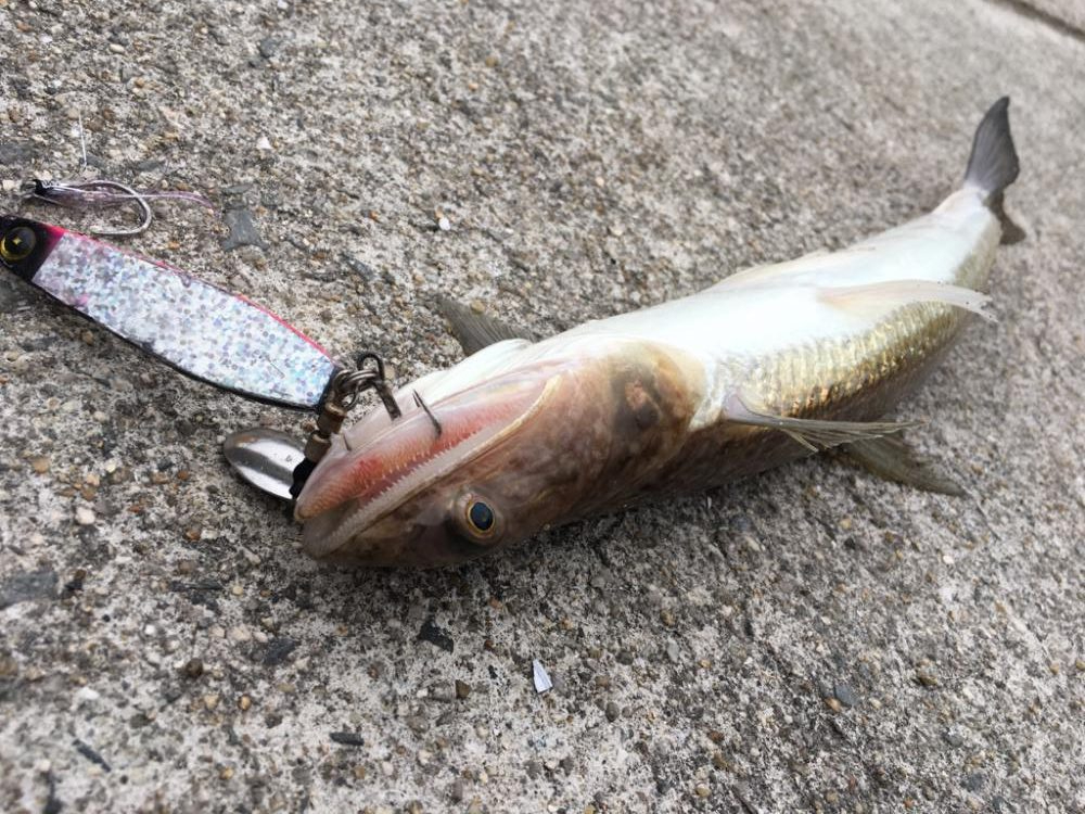 情報に誘われて