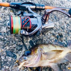 フロートリグでメバル入れ食いでしたにゃ！