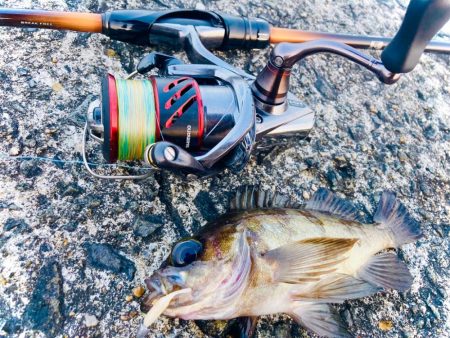 フロートリグでメバル入れ食いでしたにゃ！