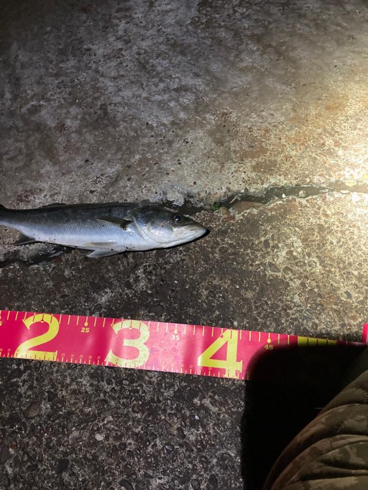 強風の中、何とか一匹