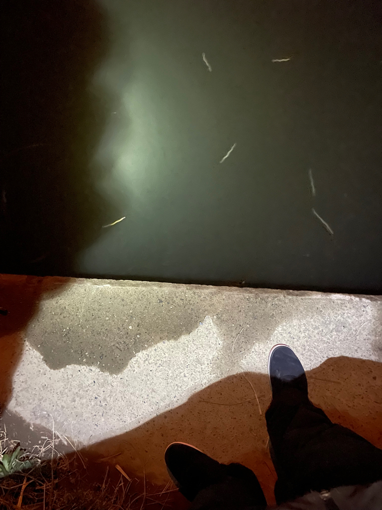 埼玉のバチ抜けシーバス