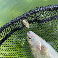 かめプー　エリアトラウト