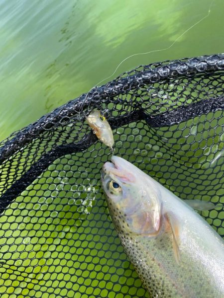 かめプー　エリアトラウト