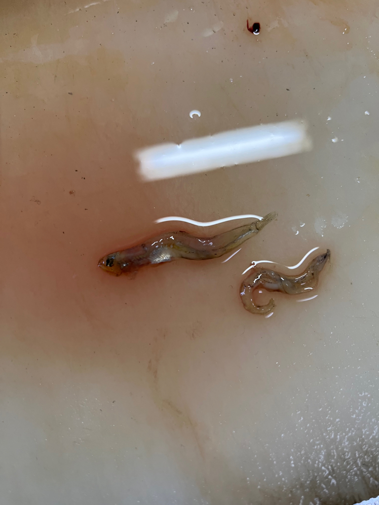 ハヤブサ　ジャックアイマキマキ　