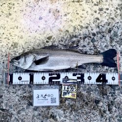 ★エビ撒きグランプリ　3月 ②