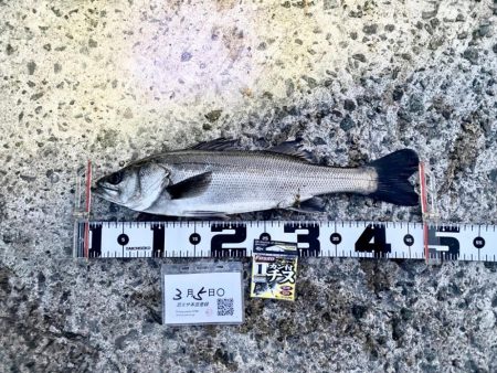 ★エビ撒きグランプリ　3月 ②