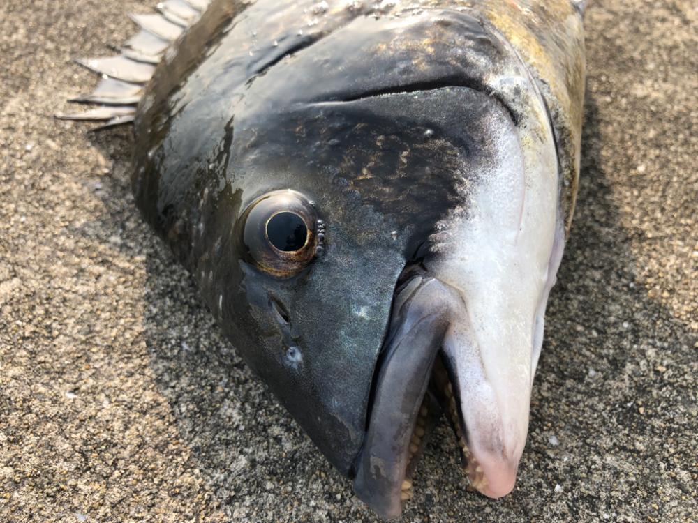 陸っぱりでエビ撒き