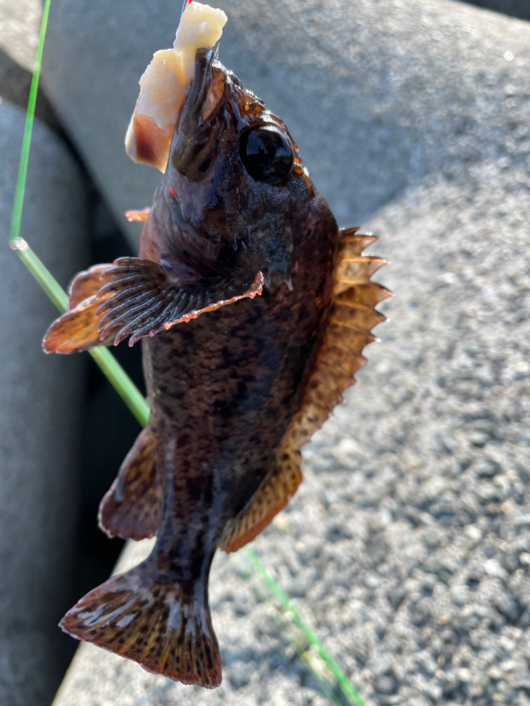 厳しい穴釣り#7