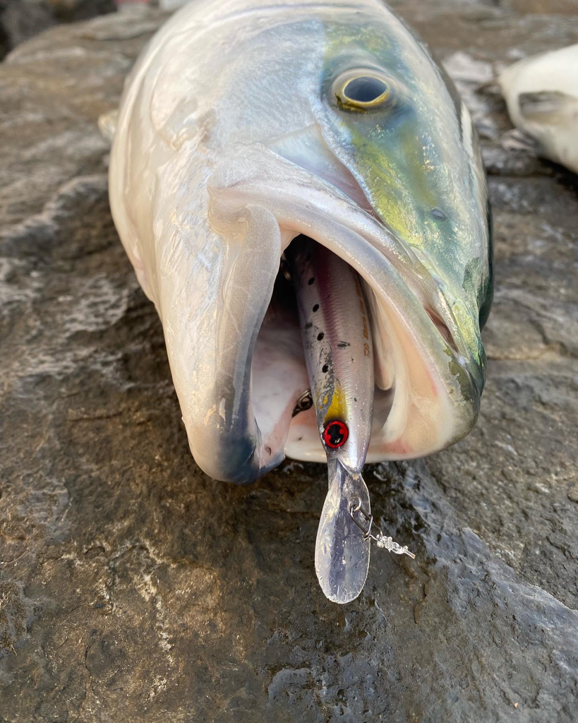 ブリ、ヒラスズキ