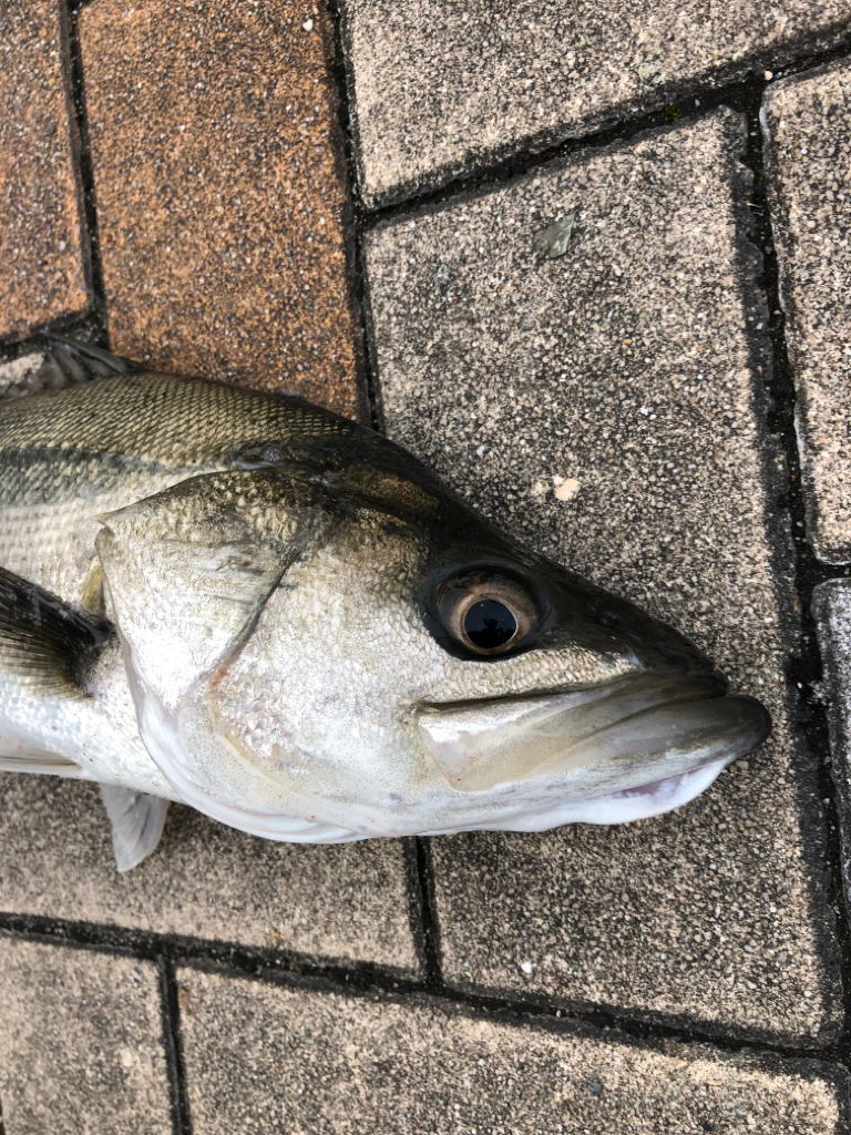 寒の戻りのなか活性高い