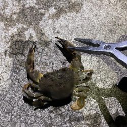 ガシリングからの