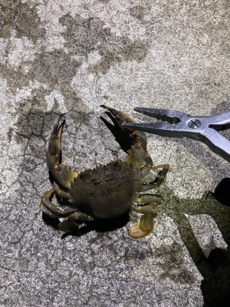 ガシリングからの