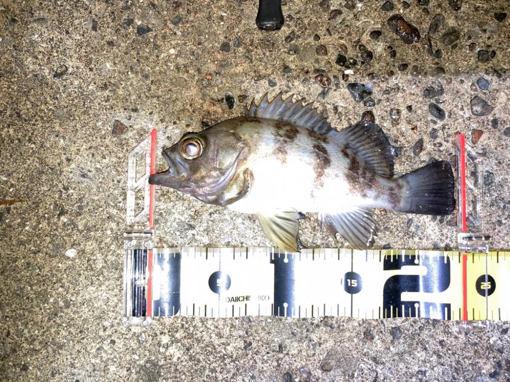 【メバリング】ホームは安定のメバル