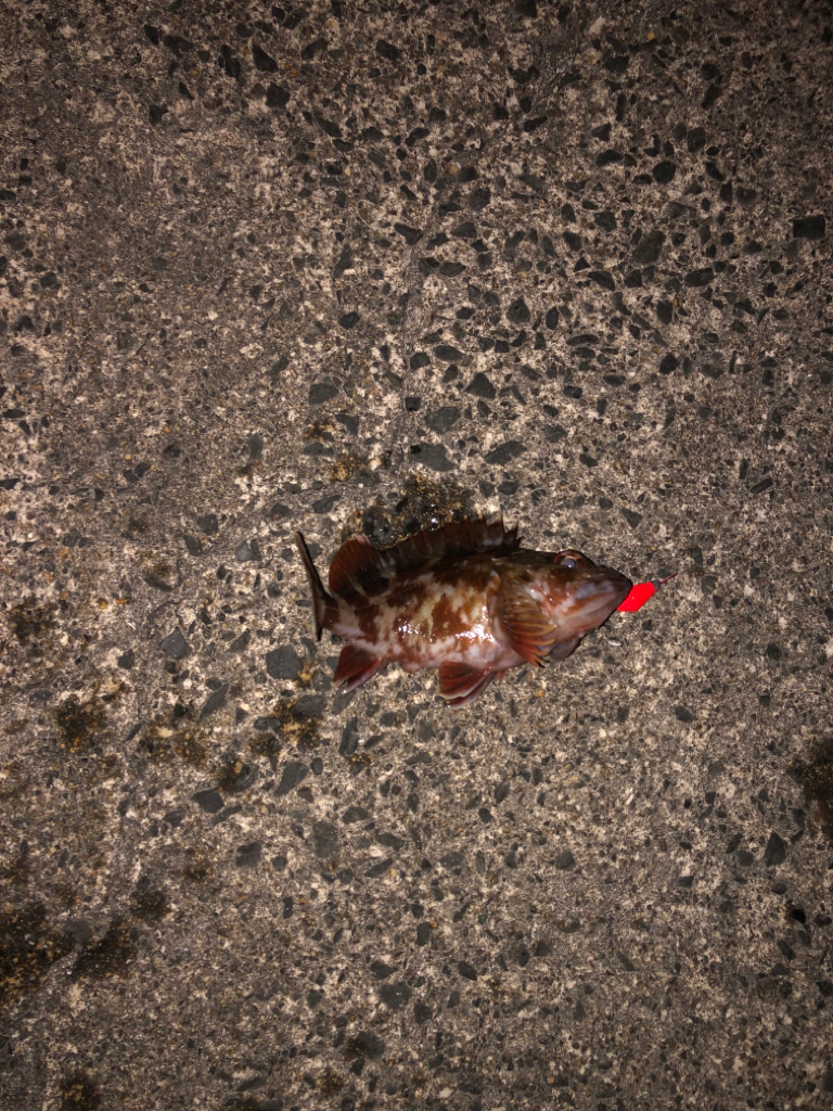 ヤリイカ狙いのガシラ( ; ; )