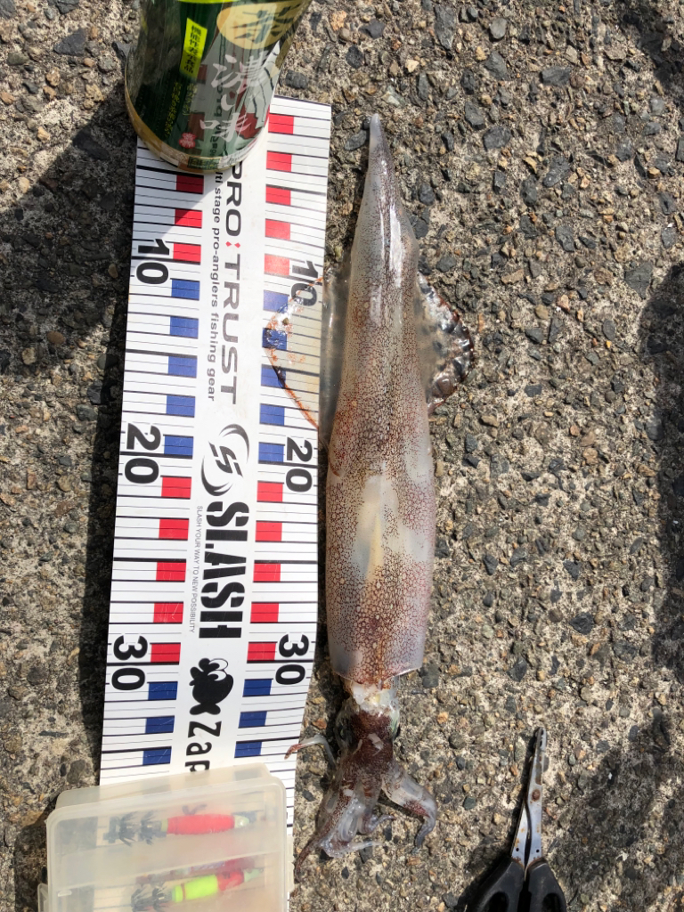 ぽかぽか天気にヤリました