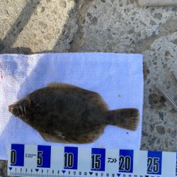 花見カレイ狙い　投げ釣り