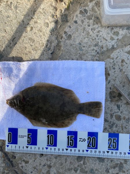 花見カレイ狙い　投げ釣り