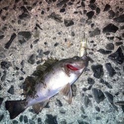 離島メバリング