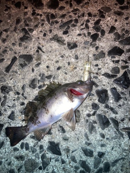 離島メバリング