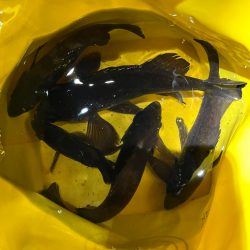 風が和らぐ短時間釣行