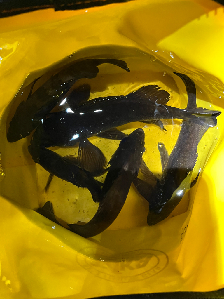 風が和らぐ短時間釣行