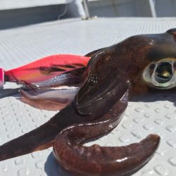 発売間近のベイトフェザーネオグローでティップランです。波長の違いが釣果の違い