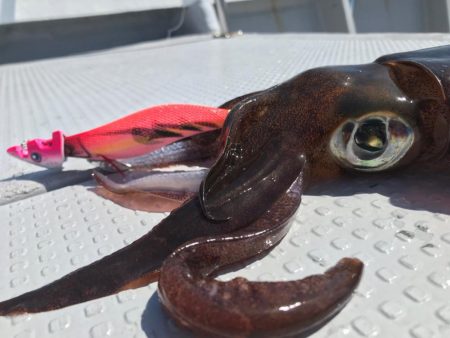 発売間近のベイトフェザーネオグローでティップランです。波長の違いが釣果の違い