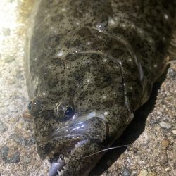 ナイトヒラメ