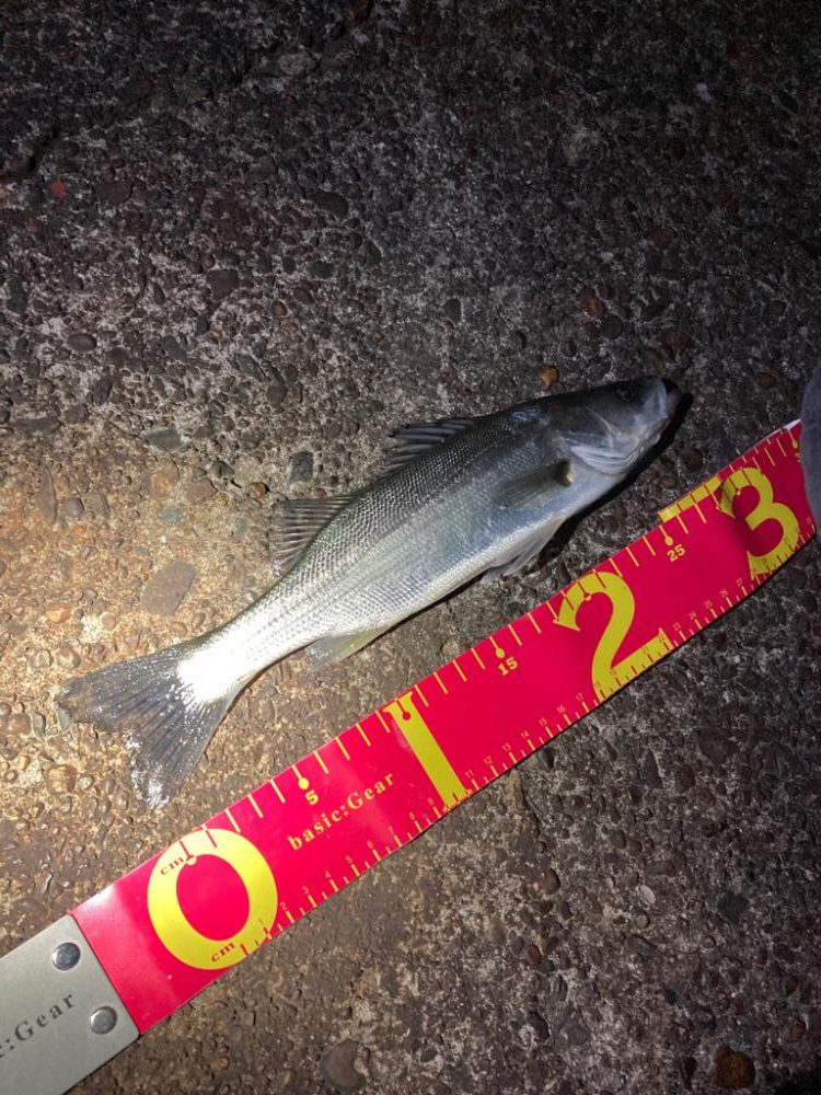 アジサイズのシーバス