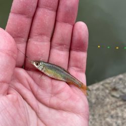 寒かったタナゴ釣り