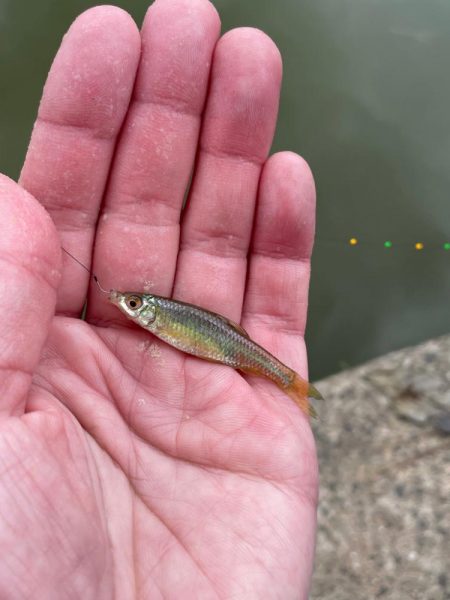 寒かったタナゴ釣り