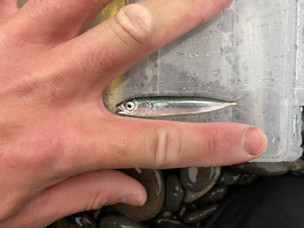 2022初ショアハマチ