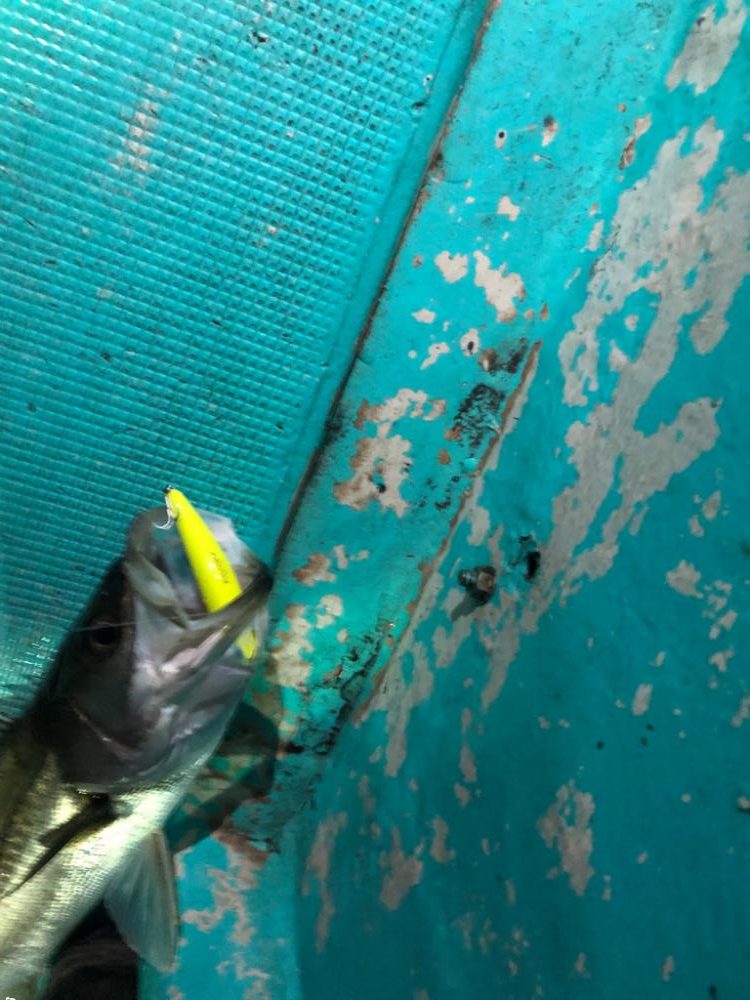 小峰丸さんでボートメバル