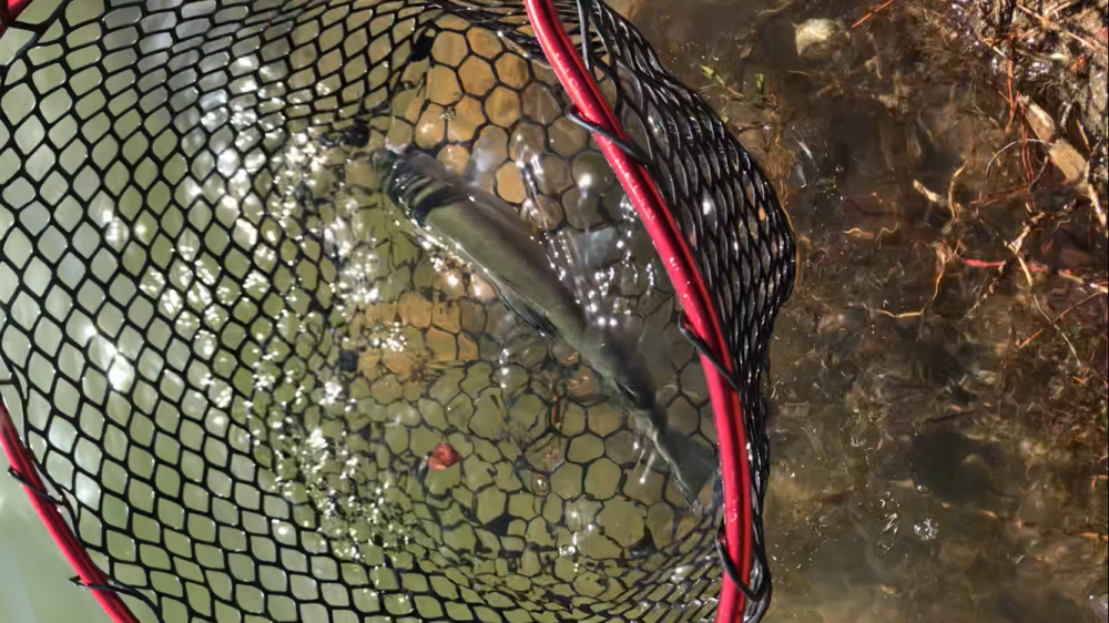 お昼からまったりトラウト